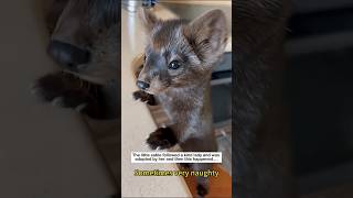 LITTLE SABLE RESCUE | ANIMAL RESCUE |