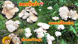 🍄21/8/20🍄 เก็บเห็ดหนังไก่,หนังแพะ,เห็ดประการัง ออกเยอะมาก ตะกร้าใหญ่แค่ใหนก็เต็มท้ายๆคลิปสุดๆๆ