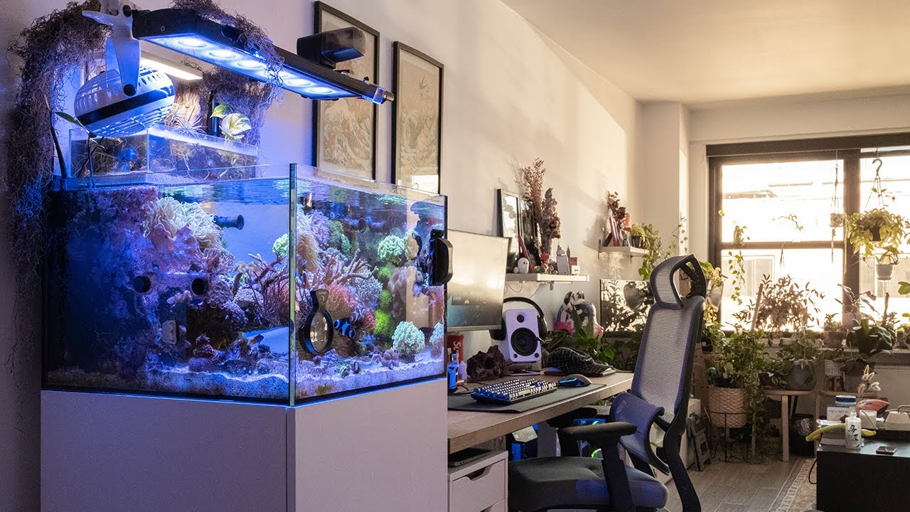 Reef Tank Aquarium Update November 2021