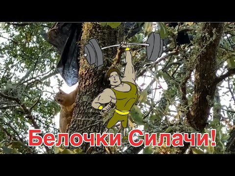 Ну Белочки И Силачи! Им В Хозяйстве Всё Пригодится!