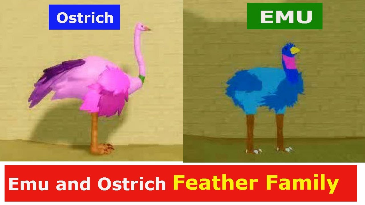 New Area Desert Area Emu And Ostrich Feather Family Roblox Youtube - ostrich feather family roblox