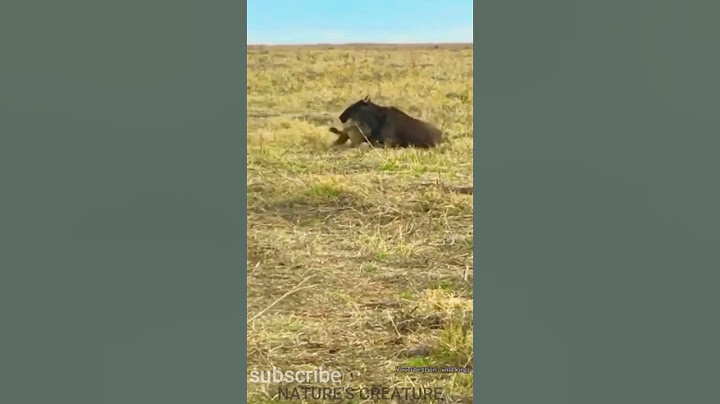 Single hyena hunt down wildbeest