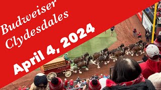 Budweiser Clydesdales  Saint Louis Cardinals Home Opener (04/04/2024)