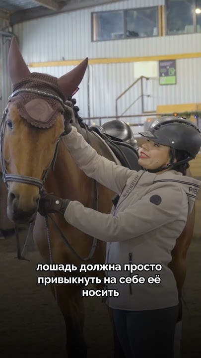 АМУНИЦИЯ ДЛЯ ЗАЕЗДКИ #лошади #конный_спорт #заездка #амуниция #horse ...