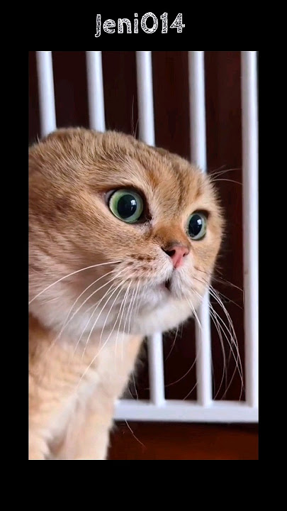 BERBAGAI SUARA KUCING #shortvideo #reaction #trending #viral #mlbb