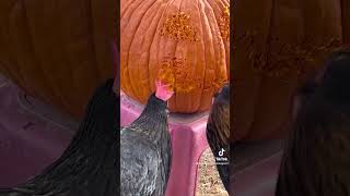 Hilarious Chickens Use Beaks to Carve a Pumpkin! #Halloween #Shorts