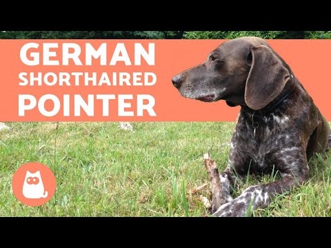 Vídeo: Shorthaired Pointer: Descrição Da Raça Da Alemanha