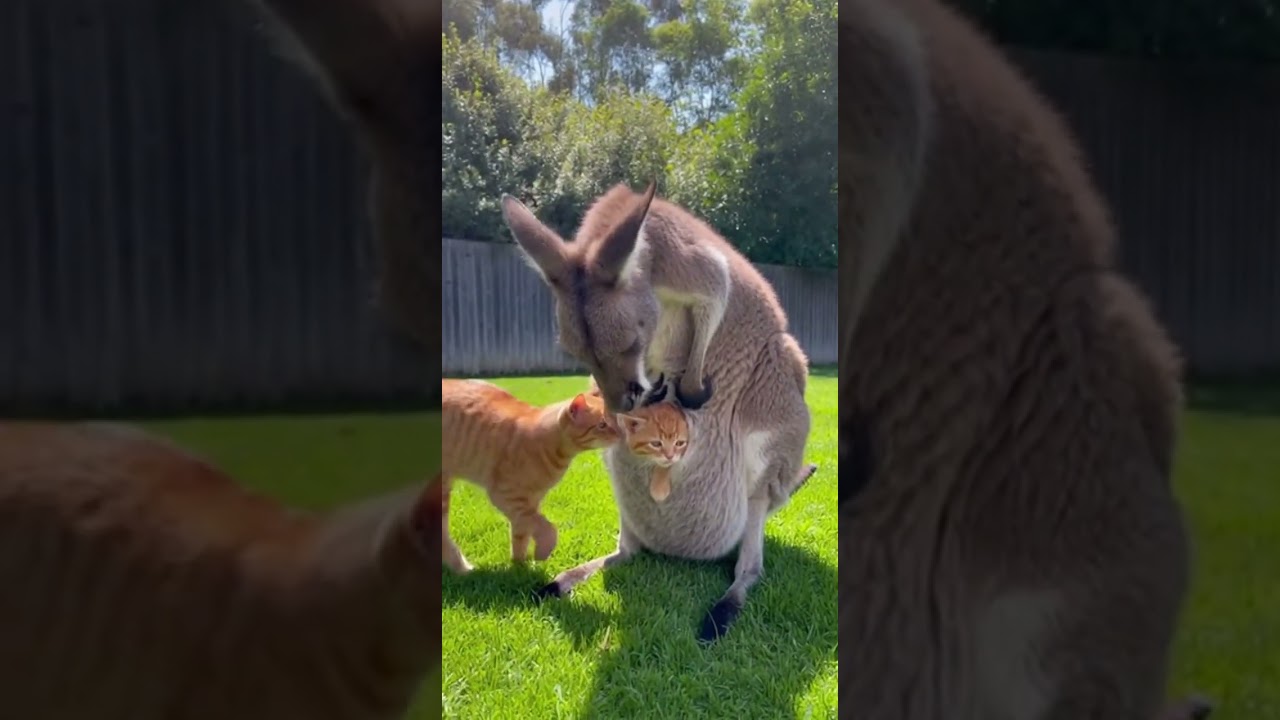 Kangaroo kidnaps a kitten! Unexpected friendship unfolds 