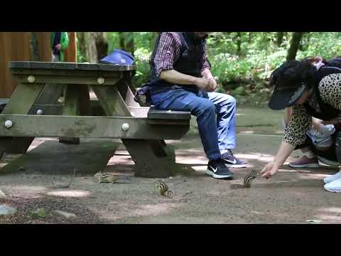 DACU&amp;amp;JHKTV] 힐링 힐링 야생 다람쥐 <strong>오대산</strong> <strong>월정사</strong> Healing Healing Wild Squirrel Odaesan Woljeongsa Temple
