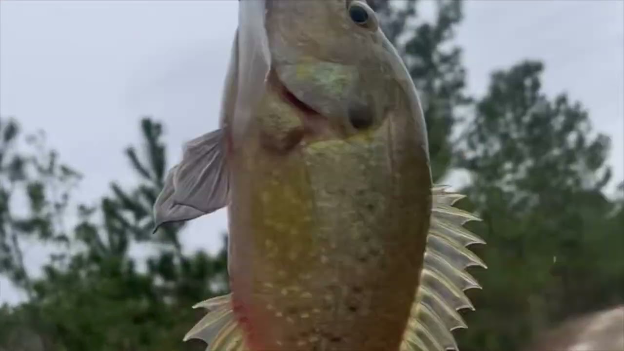 Bass fishing