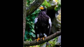 Fakta Burung Elang #shorts #shortsfund