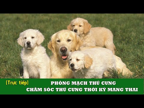 bác sĩ phạm ngọc thạch đã nghiên cứu thành công vaccine gì và chính công trình nghiên cứu này đã được hơn 60 viện nghiên cứu của trên 40 quốc gia gửi đề nghị cung cấp tư liệu và vaccine này