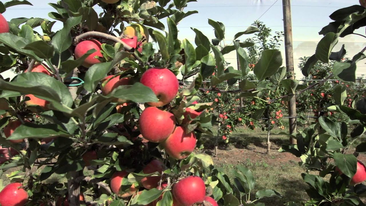 Kanzi Season is Here YouTube