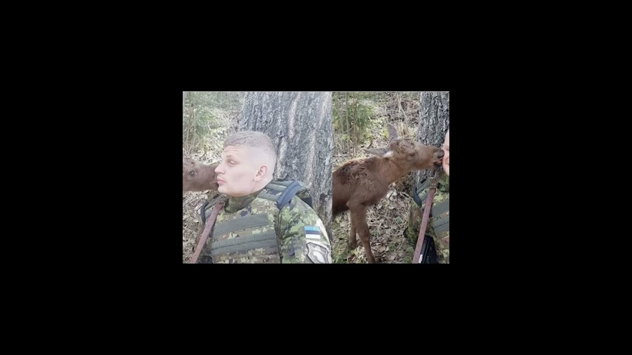 The border guard became wary: an elk came out of the bushes and asked for help.