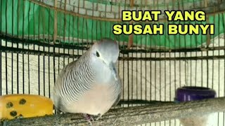 SUARA PERKUTUT UNTUK MEMANCING YG SUSAH BUNYI