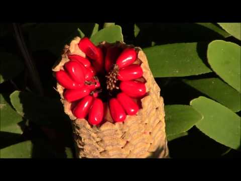 The Cardboard Plant in Spring Bright Red Seeds