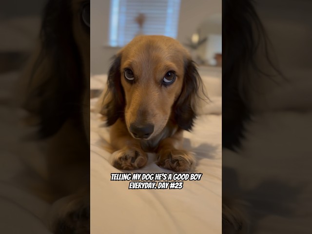 Adorable Long Hair Cute Dachshund Photos 3 sddefault