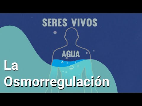 Video: ¿Por qué la molécula de agua es tan importante para los organismos?