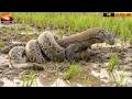 Titan Clash Komodo Dragon Vs Giant Python Deadly Jungle Showdown mp3