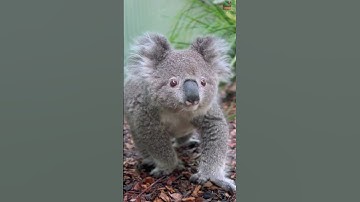 A koala WALKING? 🐨