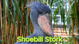 Shoebill Stork