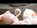 Houston Zoo Opens Groundbreaking “Birds of the World” Exhibit
