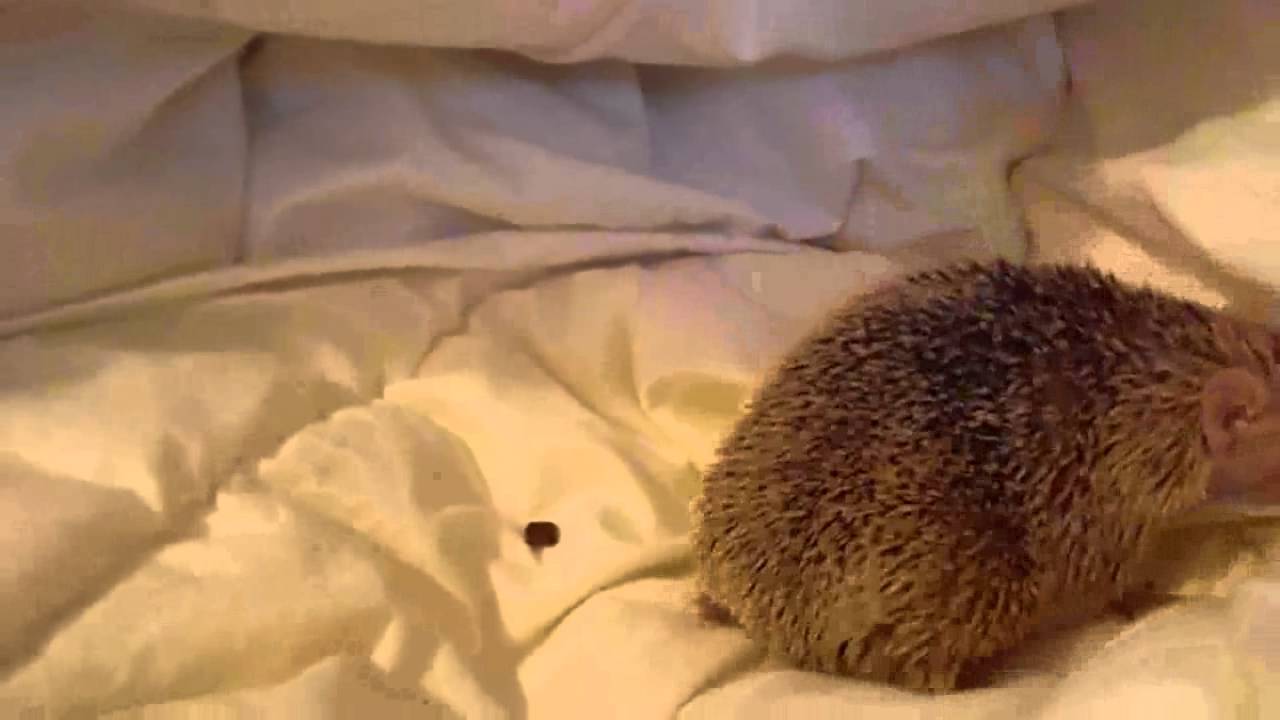 kiwi - Lesser Hedgehog Tenrec (Echinops telfairi)