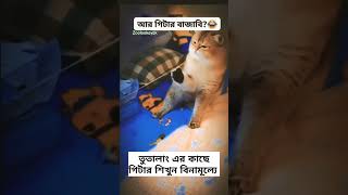 Learn Guitar | How To Play Guitar || Cute Cat Play Guitar | Guiter Play And Enjoy | Cat Play Guitar
