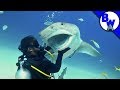 Tiger Shark Encounter - Director's CHOMP!