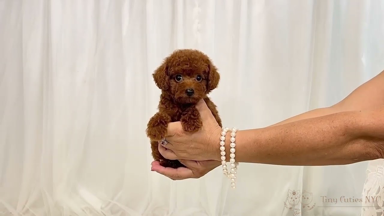 Teacup Red Poodle Female Bonnie You