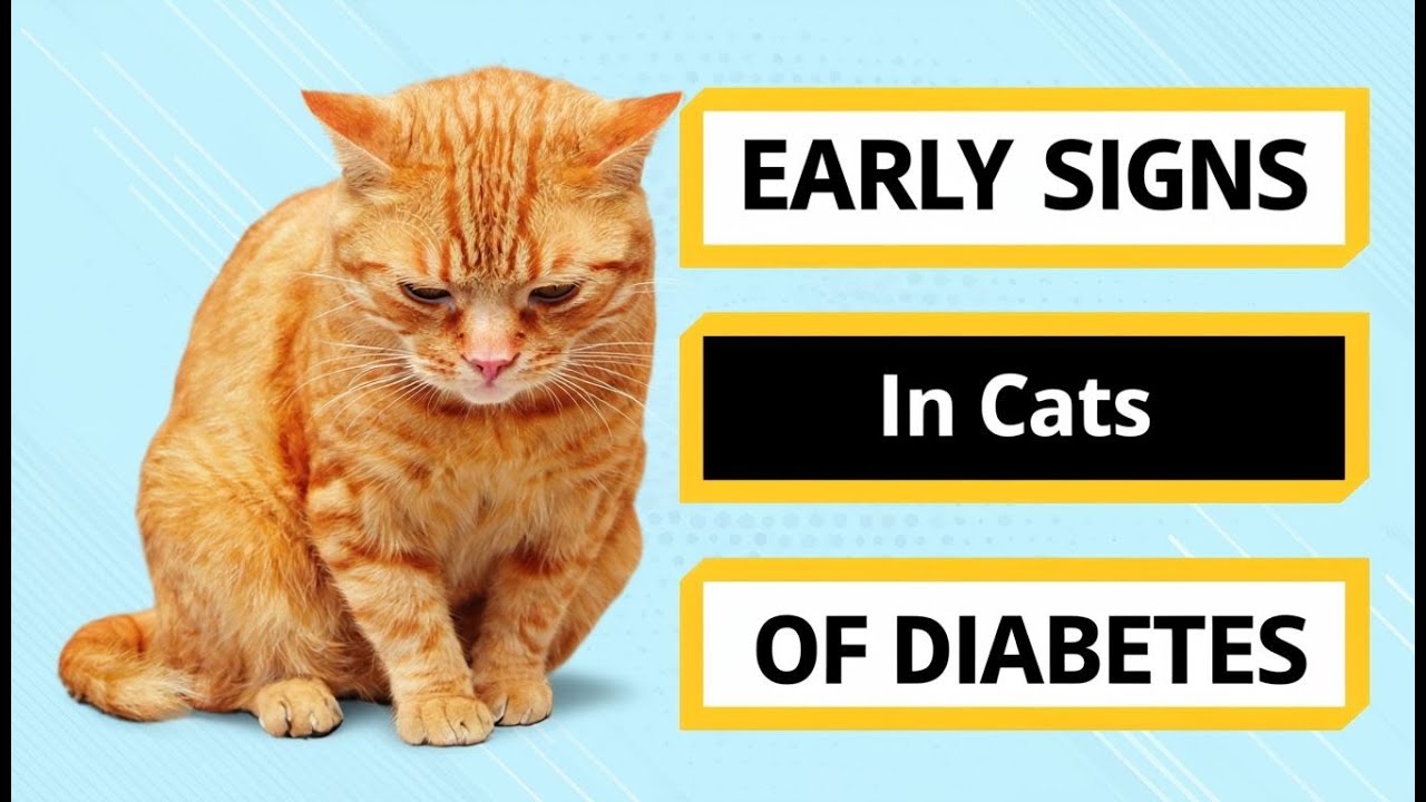 Breathtaking Early Signs Of Feline Diabetes Picture for Mobile Breathtaking Early Signs Of Feline Diabetes Picture for Mobile