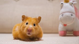 May She Live Long | Hamster Fur Loss Treatment