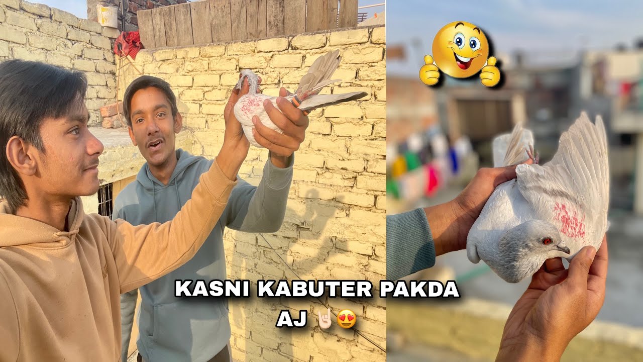 Kasni कबूतर pakda  sedi Ka  🥳🤘🏻 