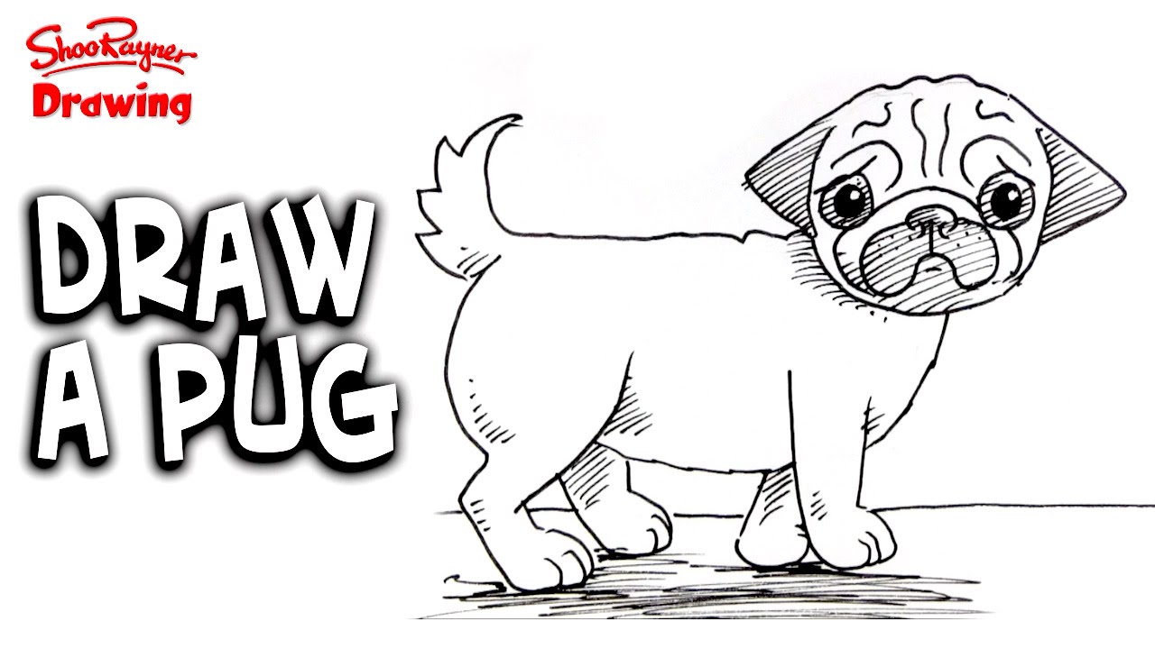 How to draw a pug - Easy step-by-step for beginners - YouTube