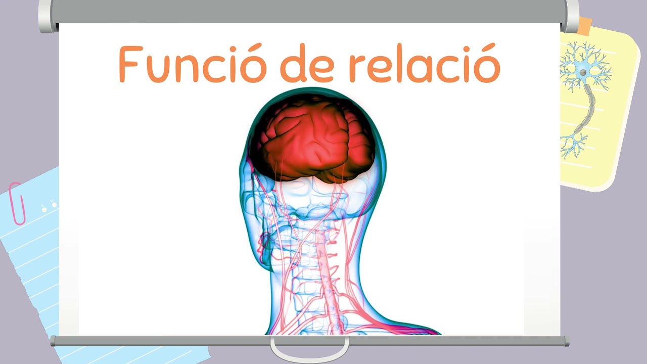 La funció de relació