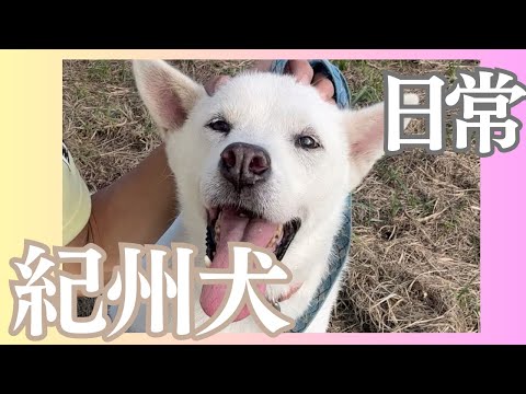 【施設っ子日常】紀州犬北斗の様子