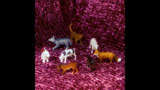 Vakaris Mir  Tvarto Maitas