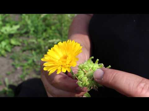 Video: Marigold (plante) - Nyttige Egenskaber Og Brug Af Morgenfrue, Morgenfrue Blomst. Marsk Morgenfrue
