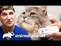 Dr. Jeff busca un hogar para gatito con SIDA | Dr. Jeff, Veterinario | Animal Planet