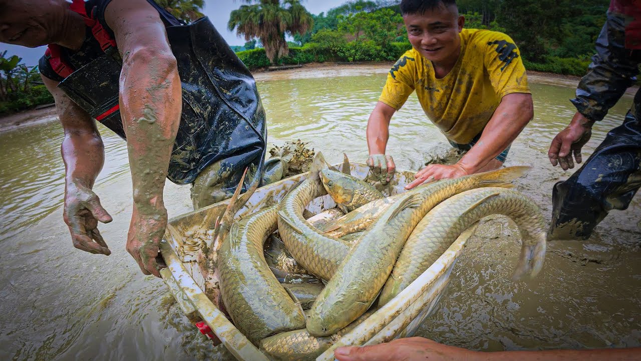 Ao Này Có Lãi - Mẻ Cá Cuối Cùng Hơn 3 Tạ, Rất Nhiều Cá To