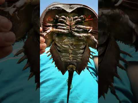 أنقذ سلطعون حدوة الحصان حياة الملايين