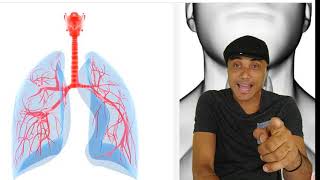 Anatomia Da Traqueia E Anatomia Dos Brônquios