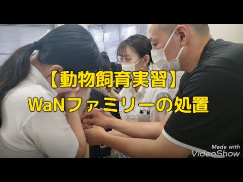 【動物飼育実習】WaNファミリーの処置　動物専門学校 トリマー 動物看護師 アクアリウム 動物のお仕事