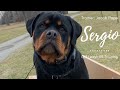 Rottweiler l sergio l amazing obedience l off leash k9 training