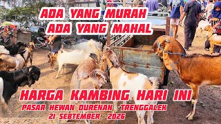 UPDATE HARGA KAMBING HARI INI DI PASAR HEWAN DURENAN TRENGGALEK 21 SEBTEMBER 2026..