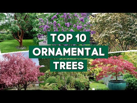 Video: Hardy Ornamental Trees - Ornamental Trees For Zone 4 Gardens