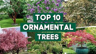 10 Most Popular Ornamental Trees for Your Garden  // PlantDo Home & Garden