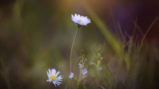 Flowers (Deep Acoustic Instrumental)