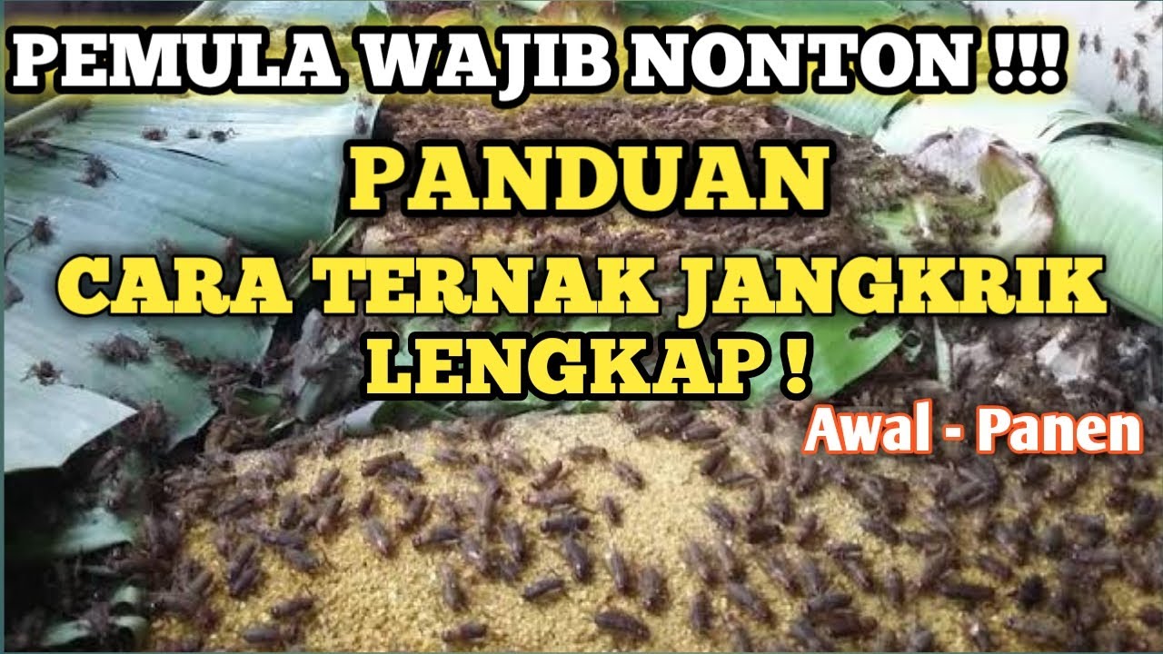 Cara Ternak Jangkrik Bagi Pemula Usaha Ternak Budidaya Jangkrik 