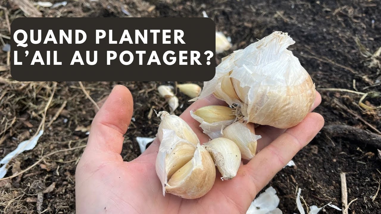 Comment planter l’ail en octobre?